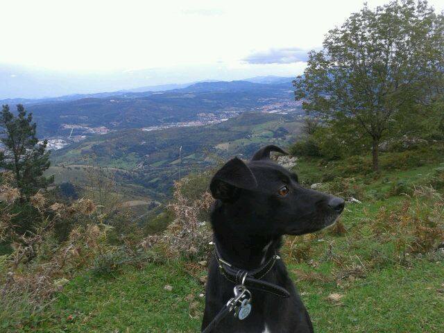 Adiestramiento canino La Trufa. Adiestramiento canino en Bilbao.
Modificación de conducta.